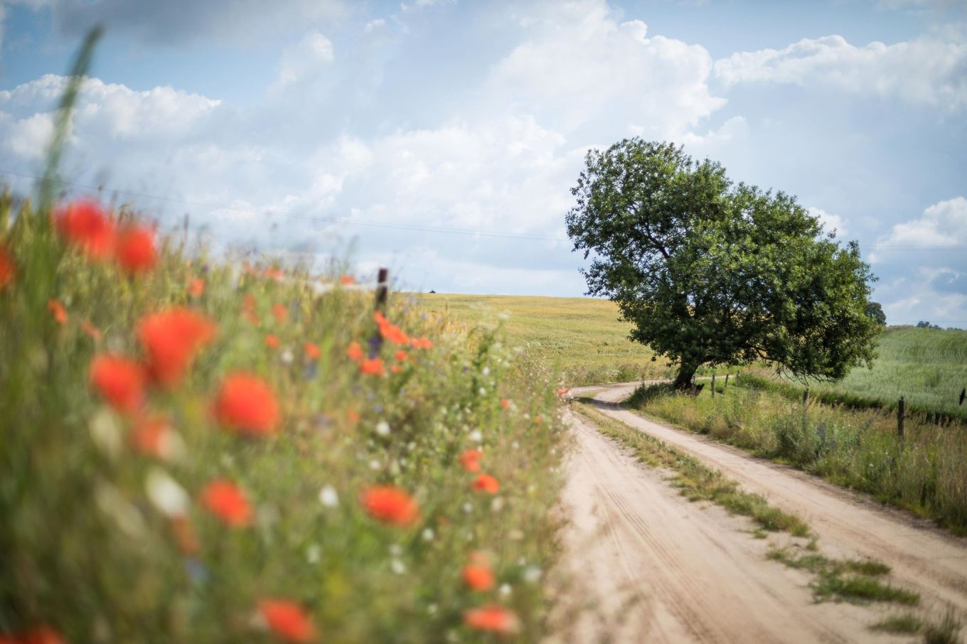 65120234_2447320045504561_6497896600969412608_n